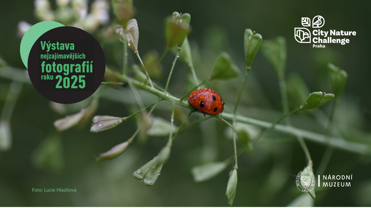 Plak&aacute;t k v&yacute;stavě City Nature Challenge 2025